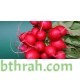 بذور فجل احمر - Raphanus raphanistrum subsp. sativus بذور فجل احمر - Raphanus raphanistrum subsp. sativus