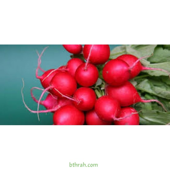 بذور فجل احمر - Raphanus raphanistrum subsp. sativus بذور فجل احمر - Raphanus raphanistrum subsp. sativus