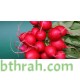 بذور فجل احمر - Raphanus raphanistrum subsp. sativus بذور فجل احمر - Raphanus raphanistrum subsp. sativus