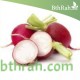 بذور فجل احمر - Raphanus raphanistrum subsp. sativus بذور فجل احمر - Raphanus raphanistrum subsp. sativus