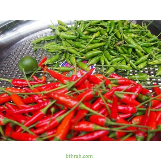 بذور فلفل حار - Capsicum annuum