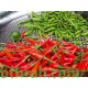 بذور فلفل حار - Capsicum annuum بذور فلفل حار - Capsicum annuum