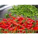 بذور فلفل حار - Capsicum annuum