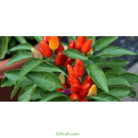 بذور فلفل حار - Capsicum annuum بذور فلفل حار - Capsicum annuum