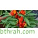 بذور فلفل حار - Capsicum annuum بذور فلفل حار - Capsicum annuum