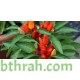 بذور فلفل حار - Capsicum annuum