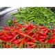 بذور فلفل حار - Capsicum annuum بذور فلفل حار - Capsicum annuum