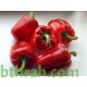 بذور فلفل رومي - Capsicum annuum بذور فلفل رومي - Capsicum annuum