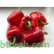 بذور فلفل رومي - Capsicum annuum بذور فلفل رومي - Capsicum annuum