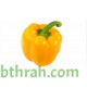 بذور فلفل رومي - Capsicum annuum بذور فلفل رومي - Capsicum annuum