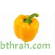 بذور فلفل رومي - Capsicum annuum بذور فلفل رومي - Capsicum annuum