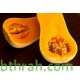 بذور قرع امريكي - Cucurbita pepo بذور قرع امريكي - Cucurbita pepo