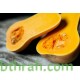 بذور قرع امريكي - Cucurbita pepo بذور قرع امريكي - Cucurbita pepo