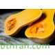 بذور قرع امريكي - Cucurbita pepo بذور قرع امريكي - Cucurbita pepo