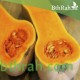 بذور قرع امريكي - Cucurbita pepo بذور قرع امريكي - Cucurbita pepo