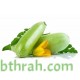 بذور الكوسة(Cucurbita pepo var. cylindrica) بذور الكوسة(Cucurbita pepo var. cylindrica)