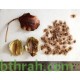 بذور شجرة الجاكرندا Jacaranda mimosifolia بذور شجرة الجاكرندا Jacaranda mimosifolia