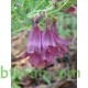 بذور شجرة الجاكرندا Jacaranda mimosifolia بذور شجرة الجاكرندا Jacaranda mimosifolia