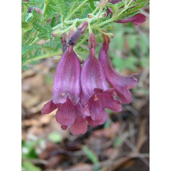 بذور شجرة الجاكرندا Jacaranda Seeds بذور شجرة الجاكرندا Jacaranda Seeds