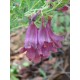بذور شجرة الجاكرندا Jacaranda Seeds بذور شجرة الجاكرندا Jacaranda Seeds