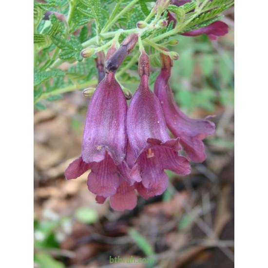 بذور شجرة الجاكرندا Jacaranda mimosifolia