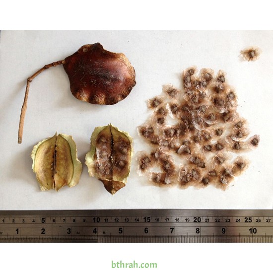 بذور شجرة الجاكرندا Jacaranda mimosifolia