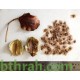 بذور شجرة الجاكرندا Jacaranda mimosifolia بذور شجرة الجاكرندا Jacaranda mimosifolia