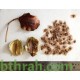 بذور شجرة الجاكرندا Jacaranda mimosifolia بذور شجرة الجاكرندا Jacaranda mimosifolia