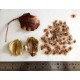 بذور شجرة الجاكرندا Jacaranda Seeds بذور شجرة الجاكرندا Jacaranda Seeds