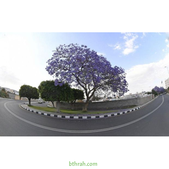 بذور شجرة الجاكرندا Jacaranda mimosifolia