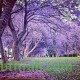 بذور شجرة الجاكرندا Jacaranda mimosifolia بذور شجرة الجاكرندا Jacaranda mimosifolia