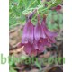 بذور شجرة الجاكرندا Jacaranda mimosifolia بذور شجرة الجاكرندا Jacaranda mimosifolia