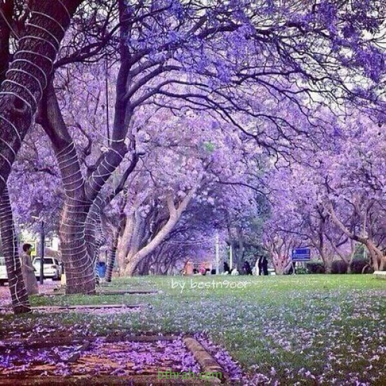 بذور شجرة الجاكرندا Jacaranda mimosifolia بذور شجرة الجاكرندا Jacaranda mimosifolia