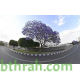 بذور شجرة الجاكرندا Jacaranda mimosifolia بذور شجرة الجاكرندا Jacaranda mimosifolia