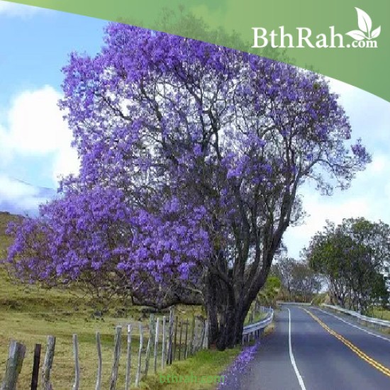 بذور شجرة الجاكرندا Jacaranda mimosifolia بذور شجرة الجاكرندا Jacaranda mimosifolia