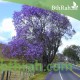 بذور شجرة الجاكرندا Jacaranda mimosifolia بذور شجرة الجاكرندا Jacaranda mimosifolia