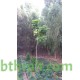 بذور شجرة الكاتالبا - Catalpa بذور شجرة الكاتالبا - Catalpa