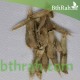 بذور شجرة الكتالبا - Catalpa بذور شجرة الكتالبا - Catalpa