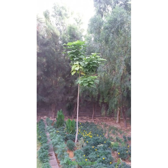 بذور شجرة الكتالبا - Catalpa بذور شجرة الكتالبا - Catalpa