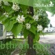 بذور شجرة الكتالبا - Catalpa بذور شجرة الكتالبا - Catalpa