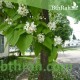 بذور شجرة الكتالبا - Catalpa بذور شجرة الكتالبا - Catalpa