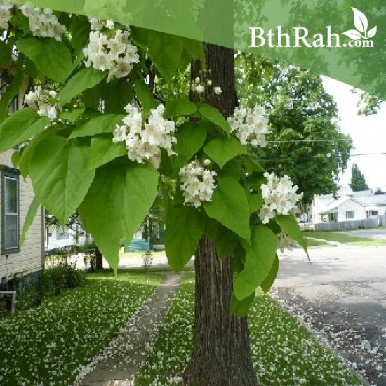 بذور شجرة الكتالبا Catalpa