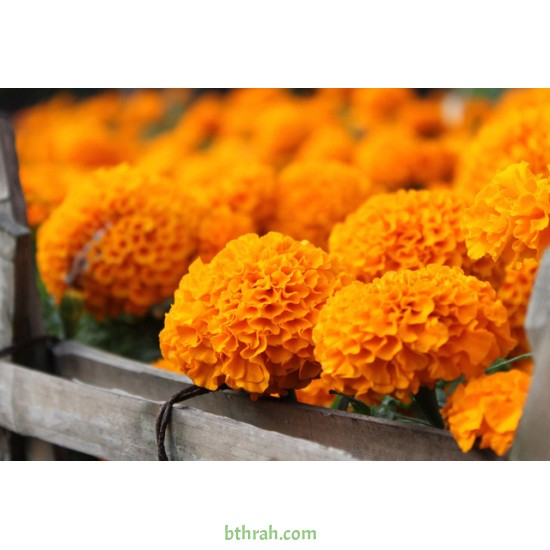 بذور زهرة القطيفة (marigold)