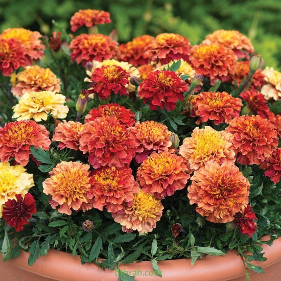 بذور زهرة القطيفة (marigold)