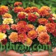 بذور زهرة القطيفة (marigold) بذور زهرة القطيفة (marigold)