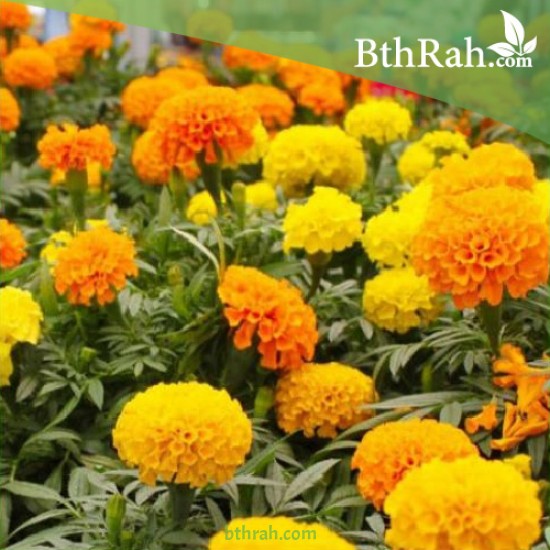 بذور زهرة القطيفة (marigold)