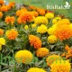 بذور زهرة القطيفة (marigold) بذور زهرة القطيفة (marigold)