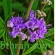 بذور شجرة كف مريم Vitex agnus-castus بذور شجرة كف مريم Vitex agnus-castus