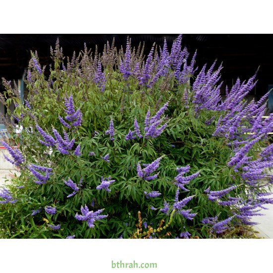 بذور شجرة كف مريم Vitex agnus-castus