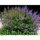 بذور شجرة كف مريم Vitex agnus-castus